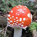 아파트 Ferienhaeuser Troester 바트키르히하임