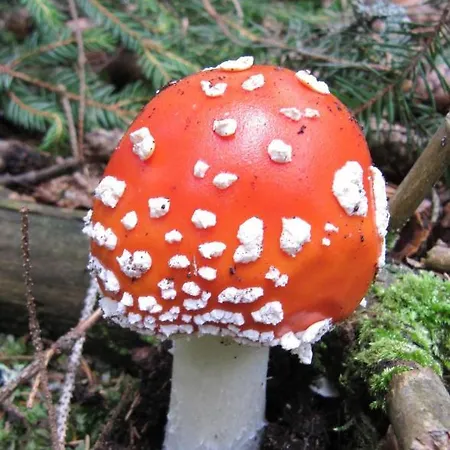 아파트 Ferienhaeuser Troester 바트키르히하임