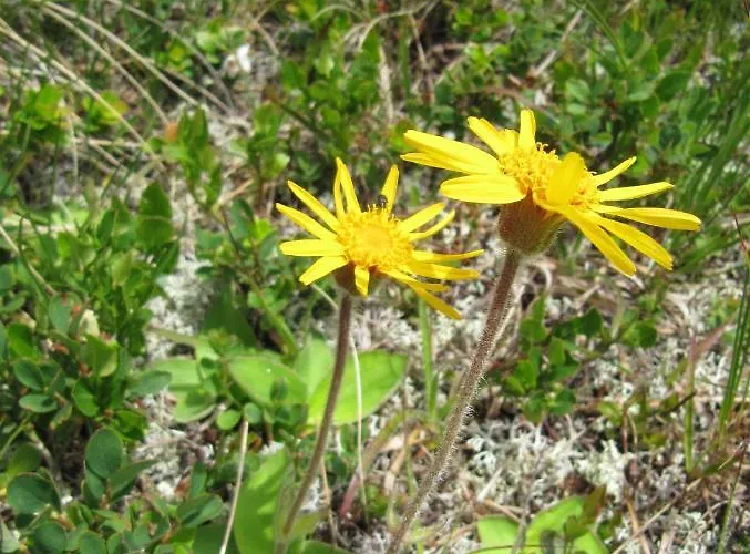 Ferienhaeuser Troester Appartement *