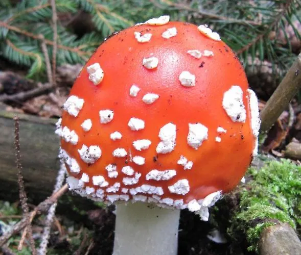 Appartement Ferienhaeuser Troester Bad Kleinkirchheim